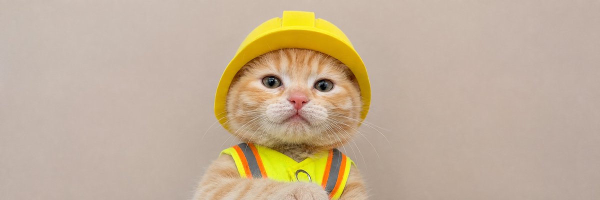 0xJohnnyJohnny's tweet photo. This is fucking genny

Market is bad rn

But this will fix the market

a cat wif a helmet

her name is $sue

this is literally how wif started 

She literally got rescued too so lets spread awareness for her

https://t.co/TQB08sOYXU https://t.co/1jpPSzwS1K