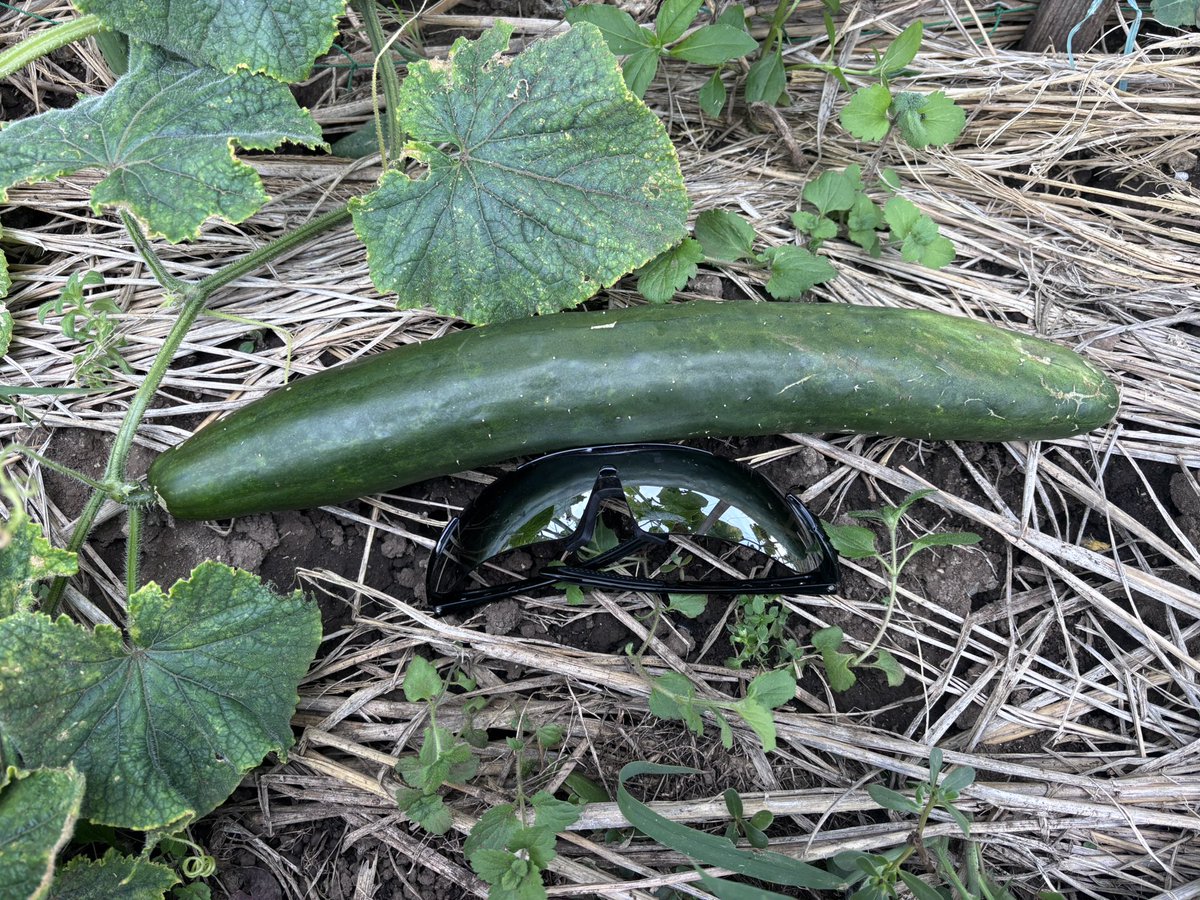 CARRY3551's tweet photo. 一番巨大化してたきゅうり🥒畑用のサングラス🕶️が小さい😱 https://t.co/kzgENxVLLH