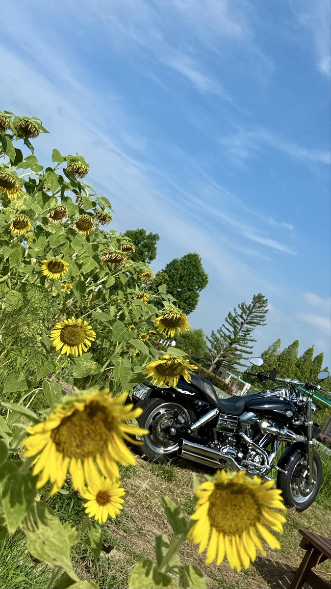 FXDF_FATBOB_BOB's tweet photo. 朝から快晴！☀️
ひまわりの丘公園へ🏍️💨
見頃は少し過ぎていたけどやっぱり青空とひまわりには癒される😊🌻☀️✨

帰りに寄った
アジュール舞子
海風が心地よくて
意外と涼しく過ごせました😊 https://t.co/pSlTHUglT7