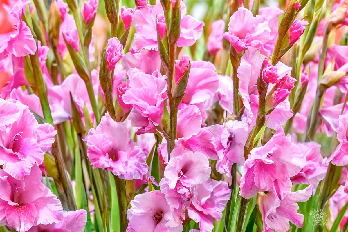 VenetiaJane's tweet photo. The gladiolus is one of the birth flowers for August and is traditionally given to celebrate a 40th wedding anniversary. Associated with generosity, sincerity, moral integrity, natural grace, and strength of character, it is a flower whose beauty is matched by its rich symbolism. https://t.co/Os9bjey5Nt