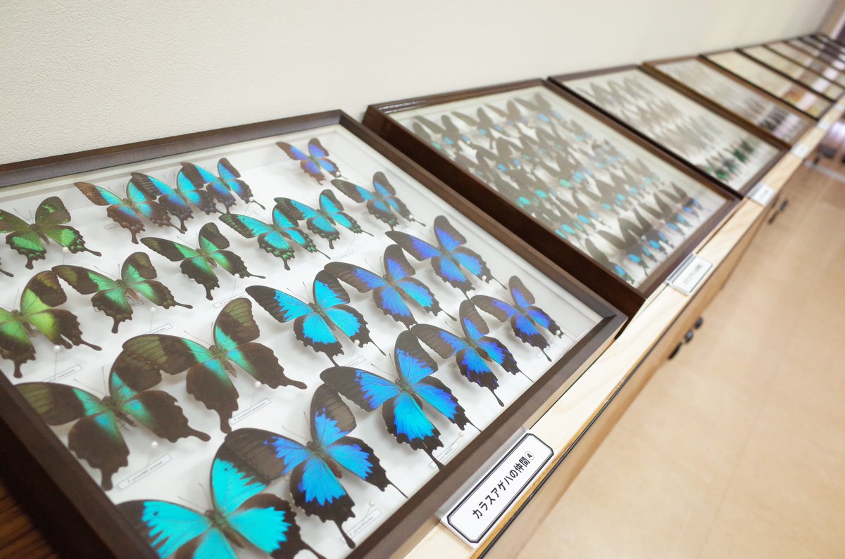 akademeiahall's tweet photo. ＼🦋夏休み昆虫展開催中🪲／
毎年大好評の夏休み昆虫展✨
今年はおよそ40箱の昆虫標本を展示しています✨
梓川に住んでいる昆虫から世界の昆虫まで盛りだくさん🦋🦋🦋

【会期】
8月16日(日)まで
夏休みはぜひアカデミア館へお越しください😊
お見逃しなく。 https://t.co/4LtdYshlVo