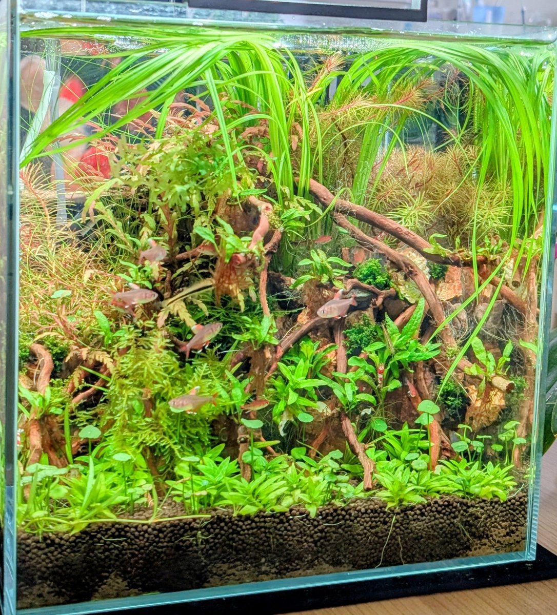 HayashiLab_2011's tweet photo. よい感じに仕上がって来ましたが魚が目立たない（笑）ほんまに難しい。 https://t.co/ml4647zkqN
