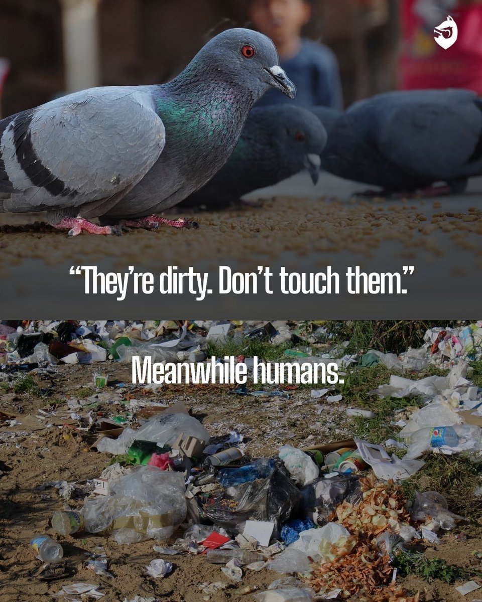ProtectTheWild_'s tweet photo. Do you think those who hate pigeons, are aware of their own hypocrisy? The truth is simple: we are the problem. Not them. https://t.co/bu0ENaFISJ