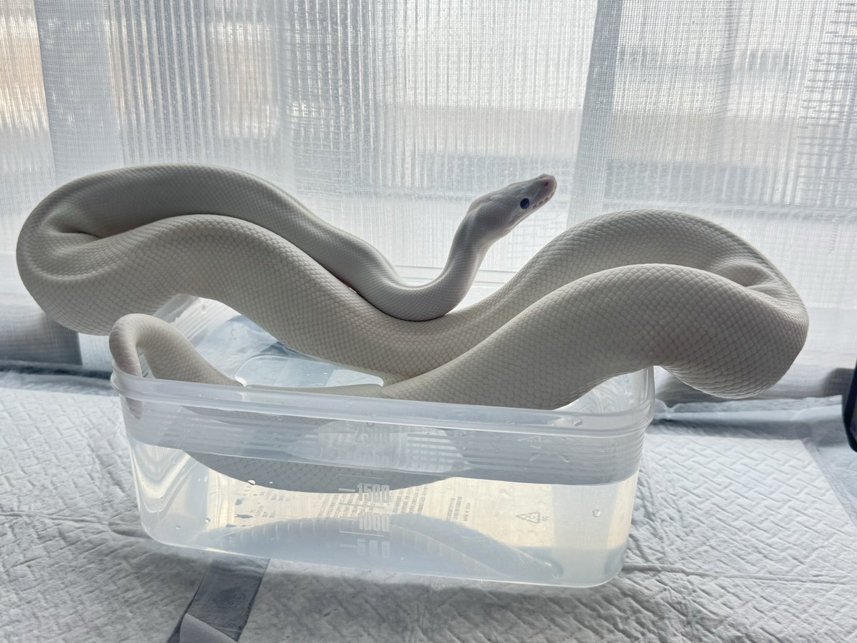 snake17muscle's tweet photo. なんかすごい幻想的な姿勢だけど
疲れません？😂 https://t.co/HtriaQLfVv