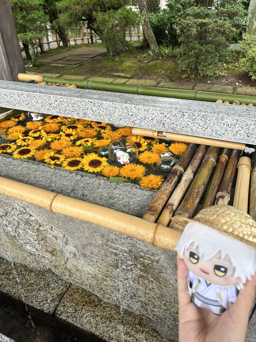Otoha_5628's tweet photo. 竹駒神社で行われている刀剣展示会見に行きました！ みんな綺麗だった……本当に楽しかったです！風鈴の音で涼め��した〜

そしてしっかり御朱印も頂戴させてもらいました！
 #竹駒神社   #刀縁夏詣 https://t.co/xefsVnE86t