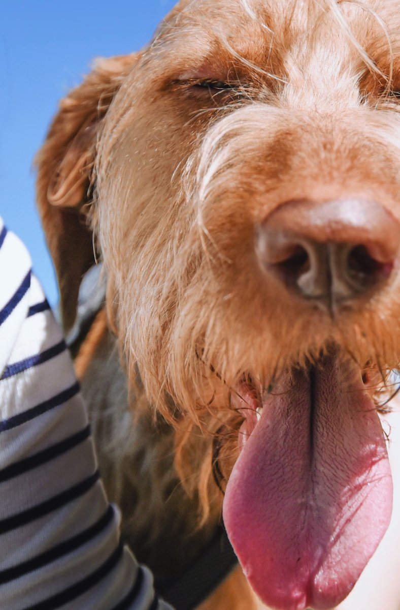 rosswanoubeco's tweet photo. Spending time outdoors with my dog. What's one thing you wish you could do more with your pet? https://t.co/CIKEFiz8qN