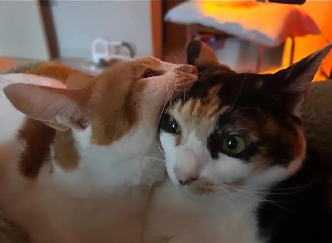 BestOfMeow's tweet photo. Eating brain cell https://t.co/w9XnB4EyeM
