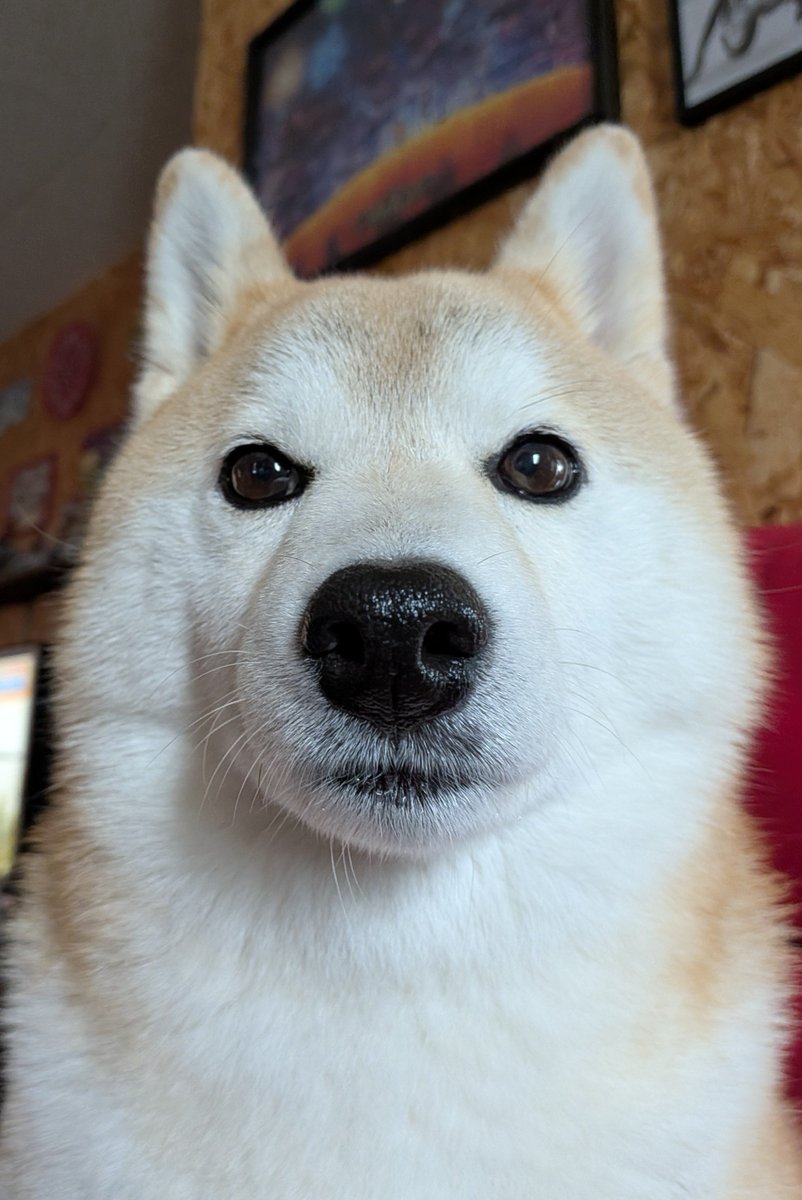 Lucha_kohachan's tweet photo. 柴犬の証明写真 https://t.co/fB12KPKvLe