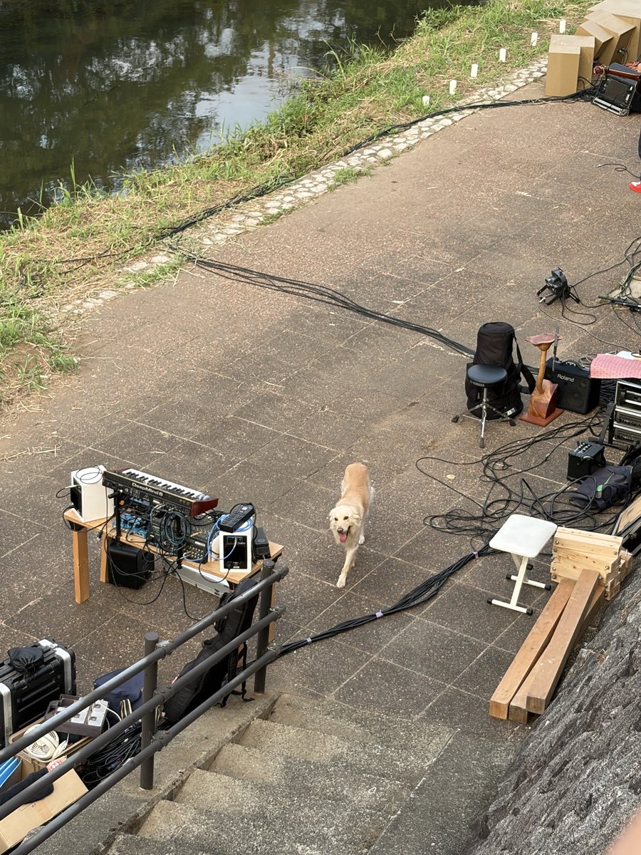 C_Rabbit404's tweet photo. なんか祭りやっててその時の犬 https://t.co/y1pJjZAfNJ