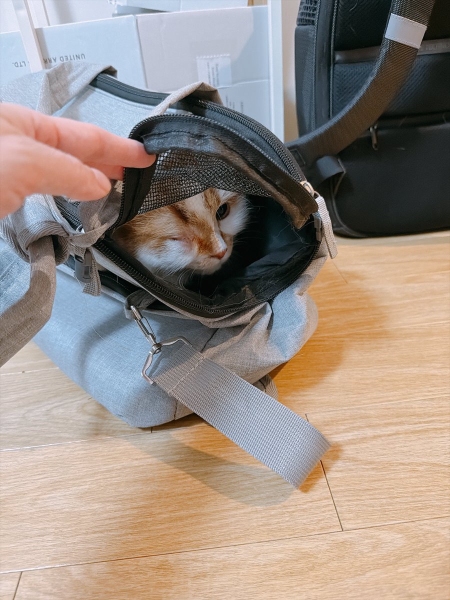 marujyera's tweet photo. 明日病院行くよのぴーちゃん✌️ https://t.co/nSTZLs80mB