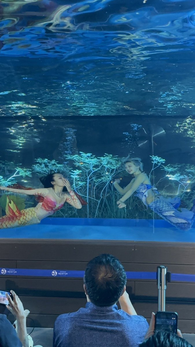 _1kakeru10_'s tweet photo. ナイトマーメイドショー
📍サンシャイン水族館

来てくれた方ありがとうございました✨

私が出演するのは本日のみでしたが、マーメイドショーは8/29まで毎週末公演がございます🧜‍♀️

ぜひマーメイドたちに会いに来てくださいね♡ら https://t.co/KRe0Aee3PM