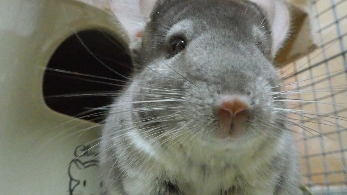 Boku_ha_Ramune's tweet photo. 3歳の抱負は、楽しく健康に過ごすです🐭✨ https://t.co/Yyl5N3Th9s