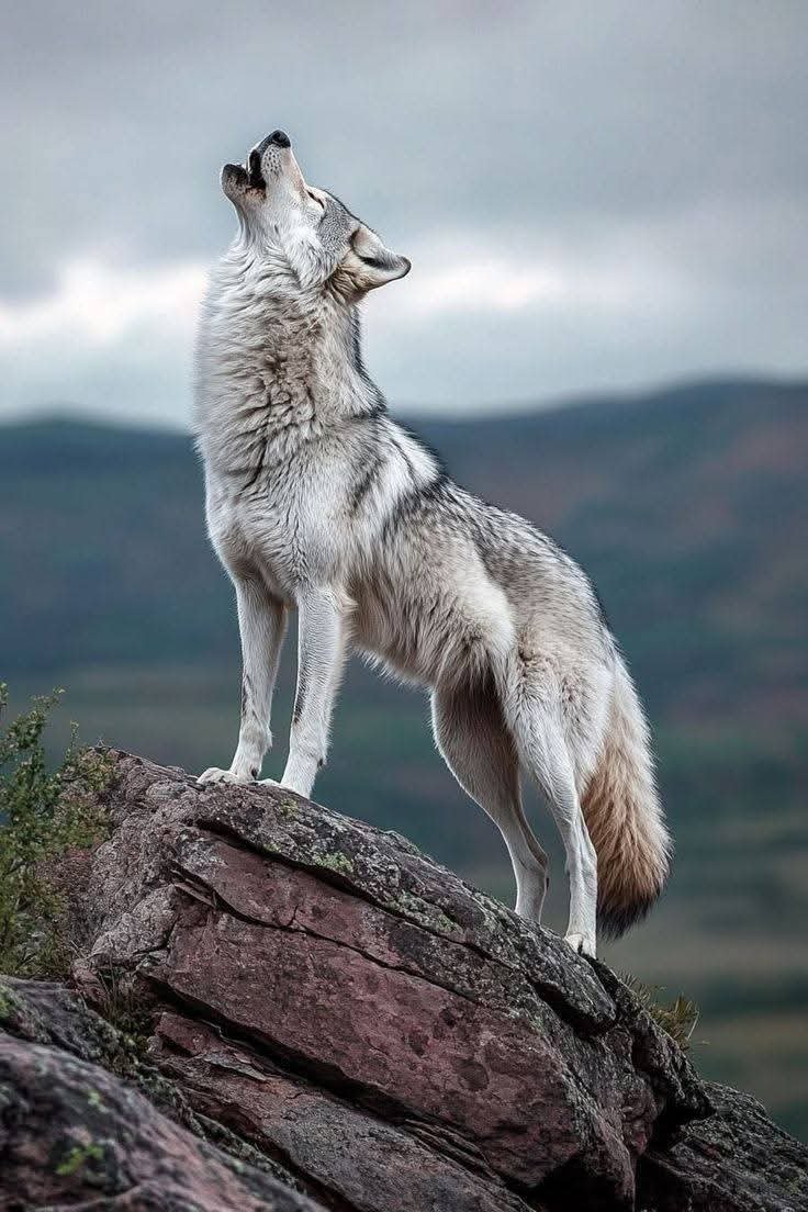 wolf_lovers__'s tweet photo. Today's Best Photo 💖💔🖤🖤 https://t.co/dBbjHfwSWi