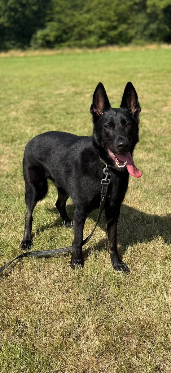 gsrescueelite's tweet photo. Chaos is 2yrs old and despite his name he is a very sweet and friendly boy who has loved everyone he has met. Chaos can live with older kids and possibly another dog with correct intros 
#germanshepherd #dogs #Essex 
https://t.co/Zc7CgGewaK https://t.co/VGB6OYrPQp