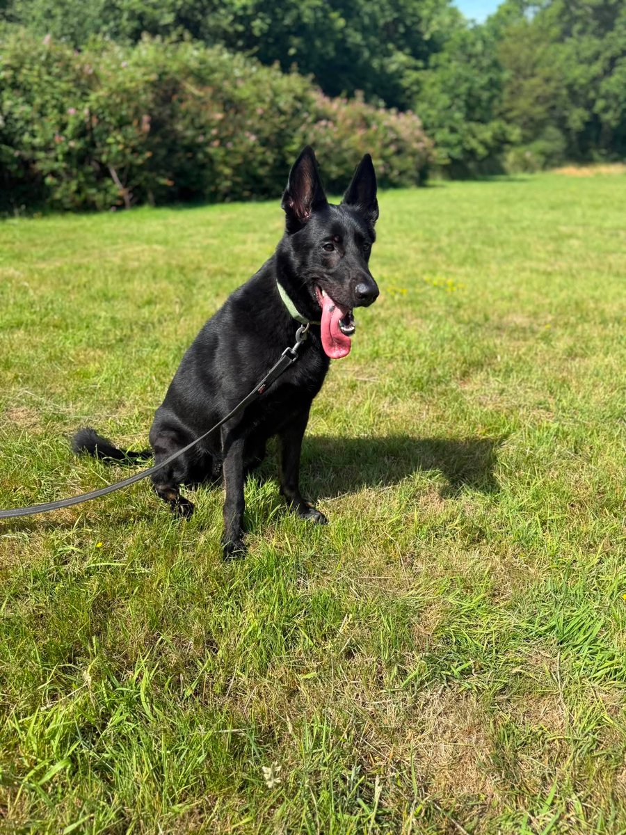 gsrescueelite's tweet photo. Chaos is 2yrs old and despite his name he is a very sweet and friendly boy who has loved everyone he has met. Chaos can live with older kids and possibly another dog with correct intros 
#germanshepherd #dogs #Essex 
https://t.co/Zc7CgGewaK https://t.co/VGB6OYrPQp