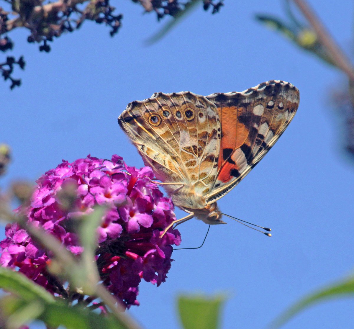 MorvienR's tweet photo. I just counted 12 butterflies in the Big #ButterflyCount. Help @SaveButterflies & join in https://t.co/MWiDtMnlEb #ButterflyCount I decided to count butterflies coming to my garden today didn't count so many but saw 3 painted lady🦋@Team4Nature @WildlifeMag @BBCSpringwatch https://t.co/OB00TgViWM