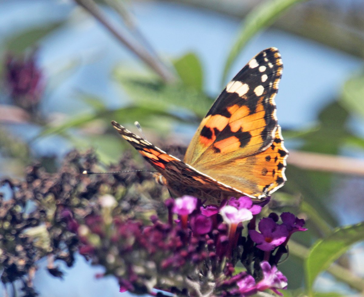 MorvienR's tweet photo. I just counted 12 butterflies in the Big #ButterflyCount. Help @SaveButterflies & join in https://t.co/MWiDtMnlEb #ButterflyCount I decided to count butterflies coming to my garden today didn't count so many but saw 3 painted lady🦋@Team4Nature @WildlifeMag @BBCSpringwatch https://t.co/OB00TgViWM