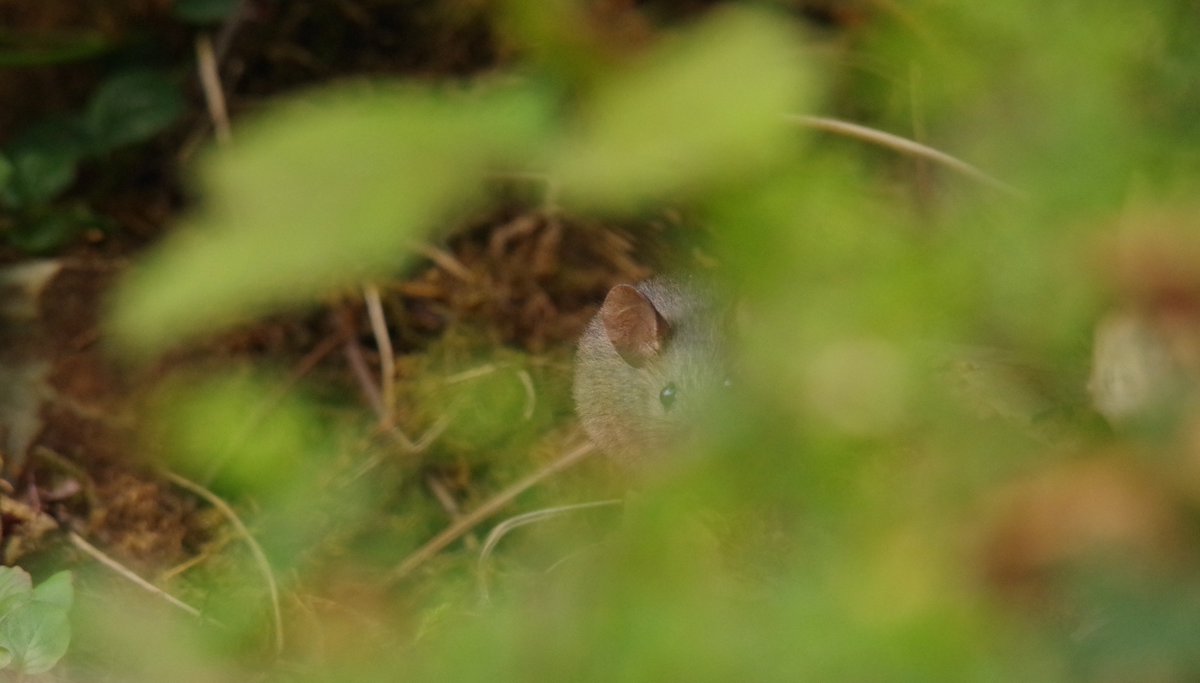 simon_dell_tog's tweet photo. this little mouse has become the master at Hide and Squeak . https://t.co/WDjyDNpelo