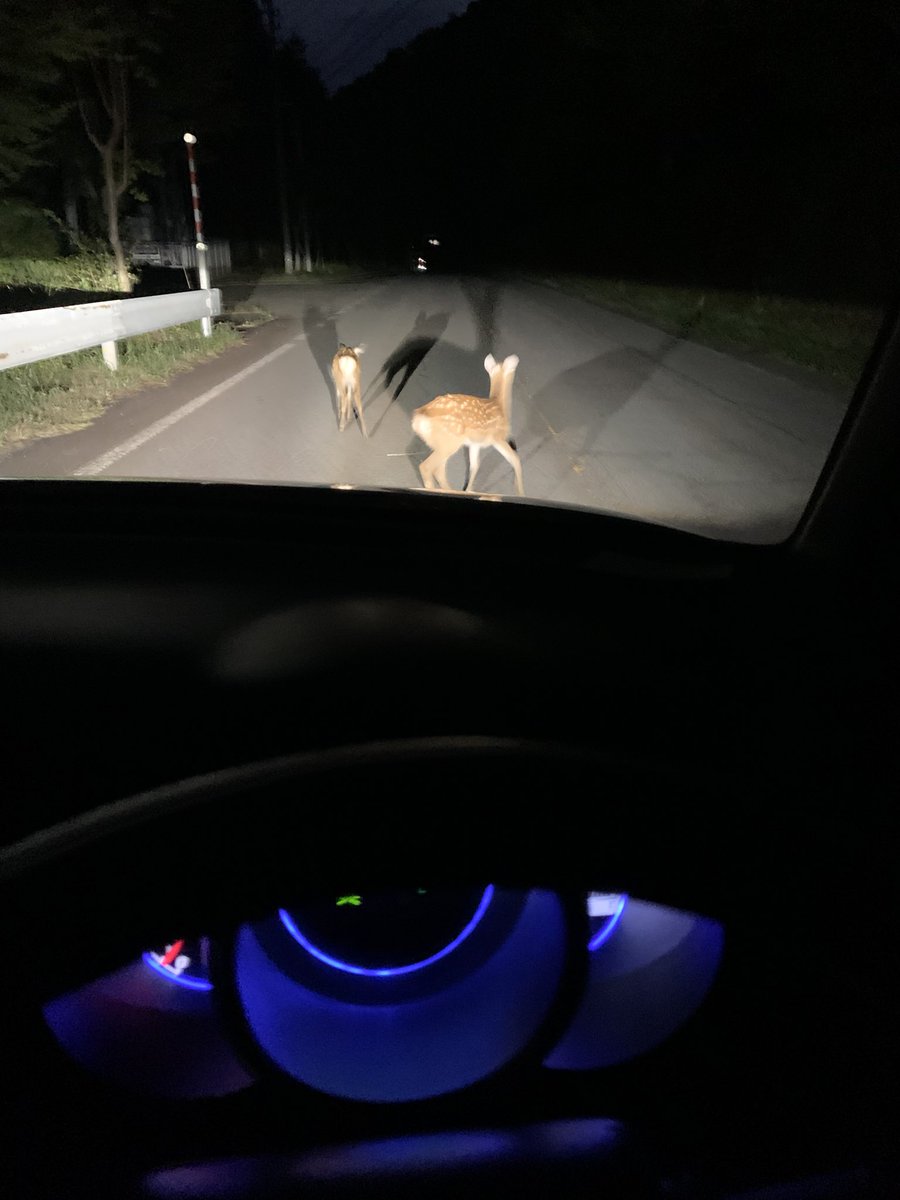 666_oden's tweet photo. 人生初めてシカ🦌と道路で対面した(´･ω･`) https://t.co/3TEcwQhIO6