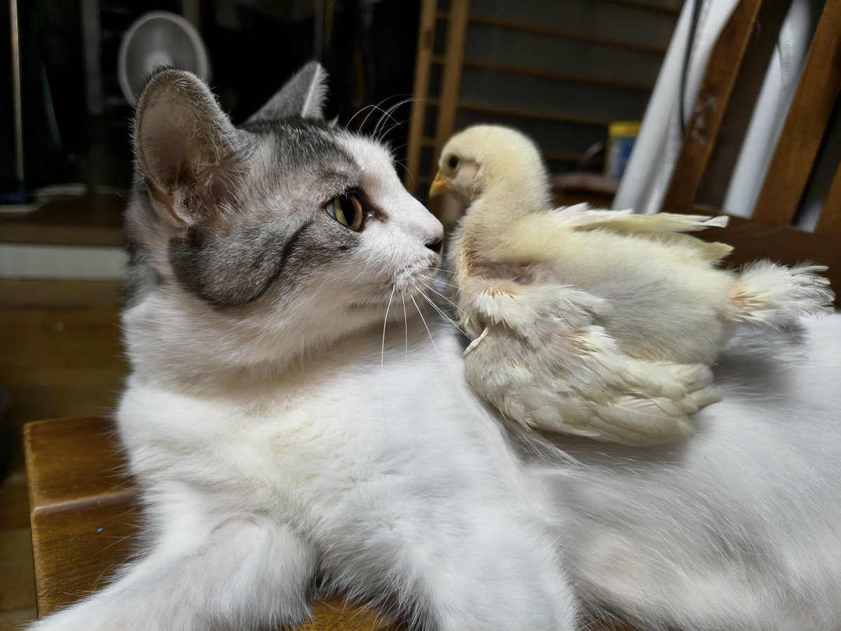 JukeBein's tweet photo. 仲良し。 https://t.co/oEvSVxJWaU