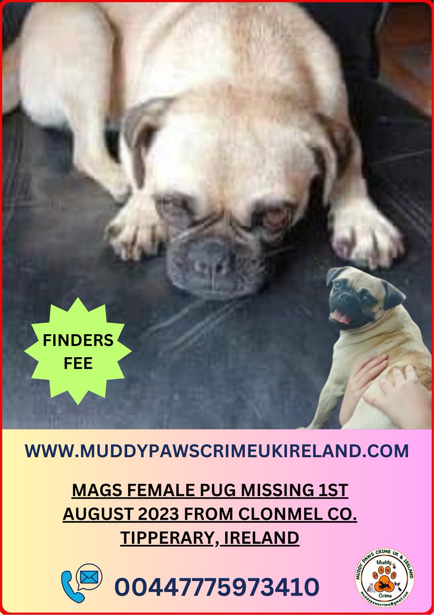 muddypawscrime's tweet photo. A little girl still asking when her best friend will be home 3 YEARS LATER :(
PLEASE JOIN MAGS FACEB@@K GROUP , INVITE TO &amp; SHARE -  MAGS FEMALE PUG MISSING 1ST AUGUST 2023 FROM CLONMEL CO. TIPPERARY, IRELAND 

@MissingPetsGB @karensarah66 @KarenFi51820768 @HunnyJax https://t.co/SSQONPhH8z