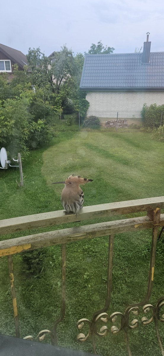 CATHOUSE202607's tweet photo. The cats are in shock: is it a bird, an alien, or a special inspector from the Crypto Galaxy? 👑🐦
​Even rare guests are coming to check on our project today! 
​#CatHouse202607 #UpupaEpops #Memecoin #CatsOfX #Solana #CryptoCommunity #CryptoCats https://t.co/8jZeNXwWjj