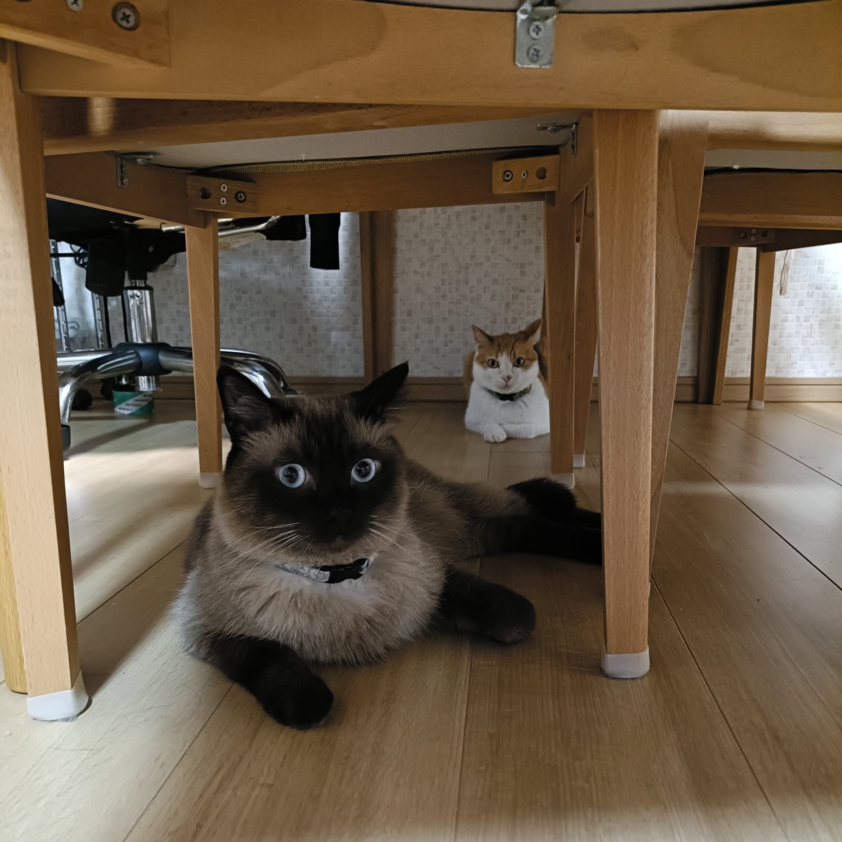 comiya_c's tweet photo. さっきの揺れの後からずっとテーブルの下にいる兄弟えらい。ちよ様は走ってどっか行ってしまった。びっくりしたね😢 https://t.co/jAeqFe1uAO
