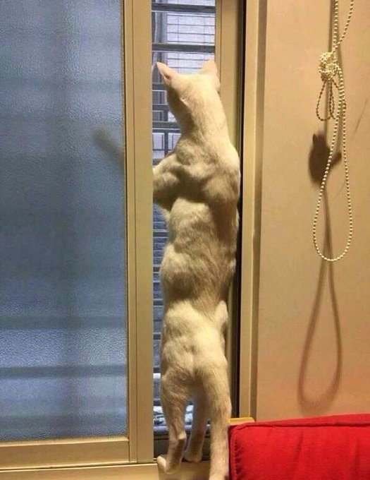 catnokuni's tweet photo. 「実家の猫元気？」と母にラインしたら送られてきた写真 https://t.co/kt5CtRuZs2