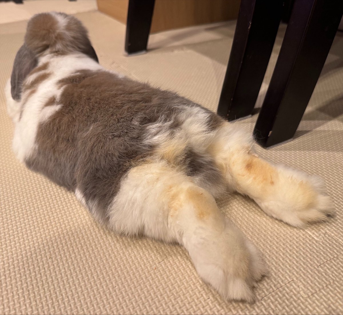 おそば🐰おれお tweet media