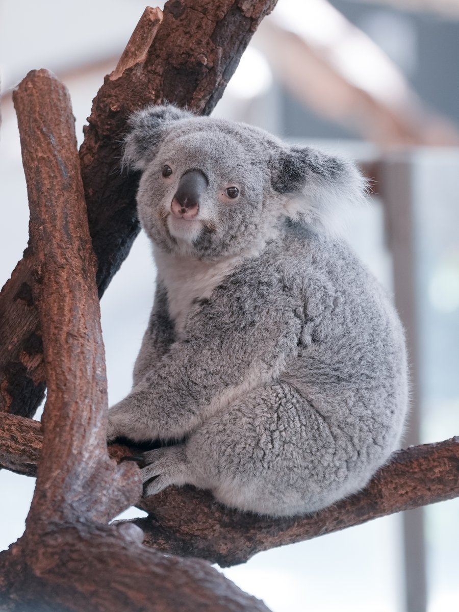 satoko_hr's tweet photo. 今日のあずちゃん🐨🍠
#多摩動物公園 #コアラ #あずま https://t.co/PridPHSAQh