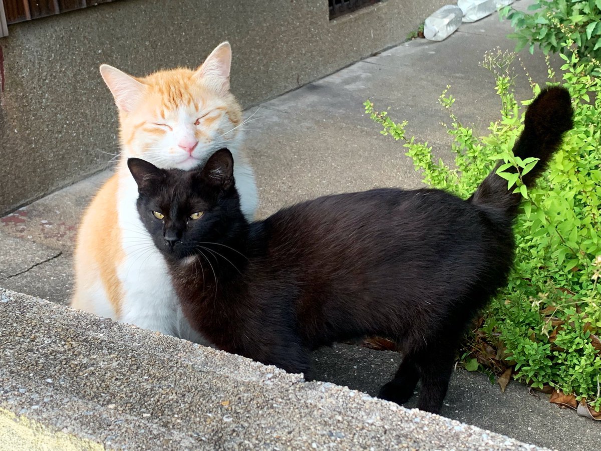 iyasinohako's tweet photo. キレイな白茶の猫ちゃんに声をかけたら黒猫にガードされた https://t.co/XUdGVcuFT1