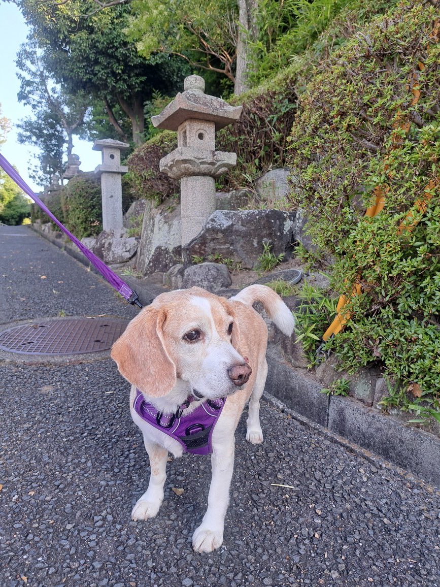 akifummy's tweet photo. 毎月１日のルーチン
早朝のお墓掃除と神社⛩️

先月の１日は梅雨の雨空でした。酷暑の中、新しい月を迎えました。熊本に思いを寄せた朝です。 https://t.co/omWjXRofb3