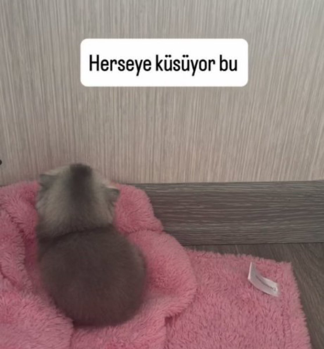 cuteanimalspict's tweet photo. https://t.co/UHfNhOrS03