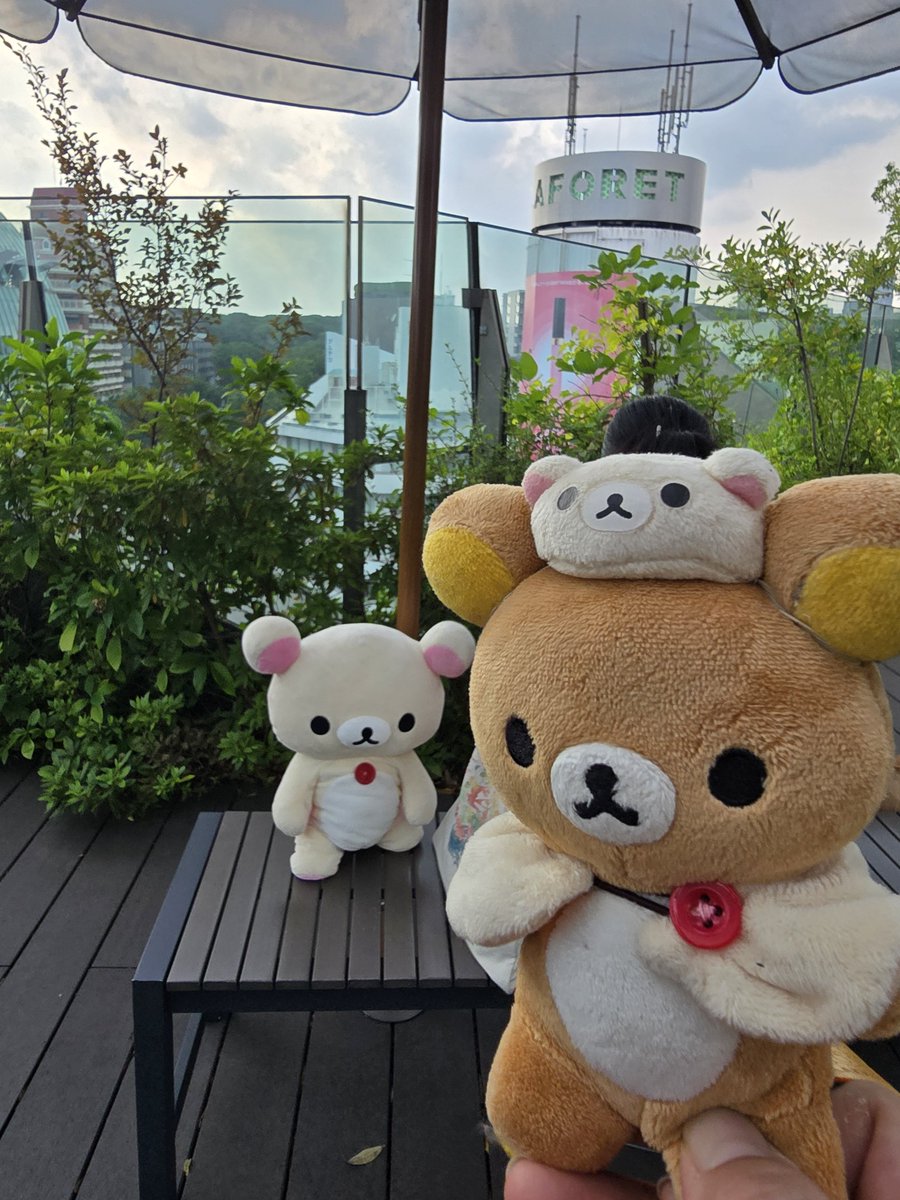 sakumiu_atsuki's tweet photo. うちのくまさんと一緒にのんびりしに行ったよ
#STAYintheSHADE https://t.co/KQ2by96Yss