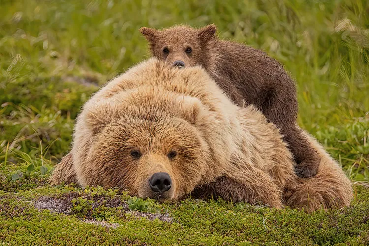 Bear tweet media