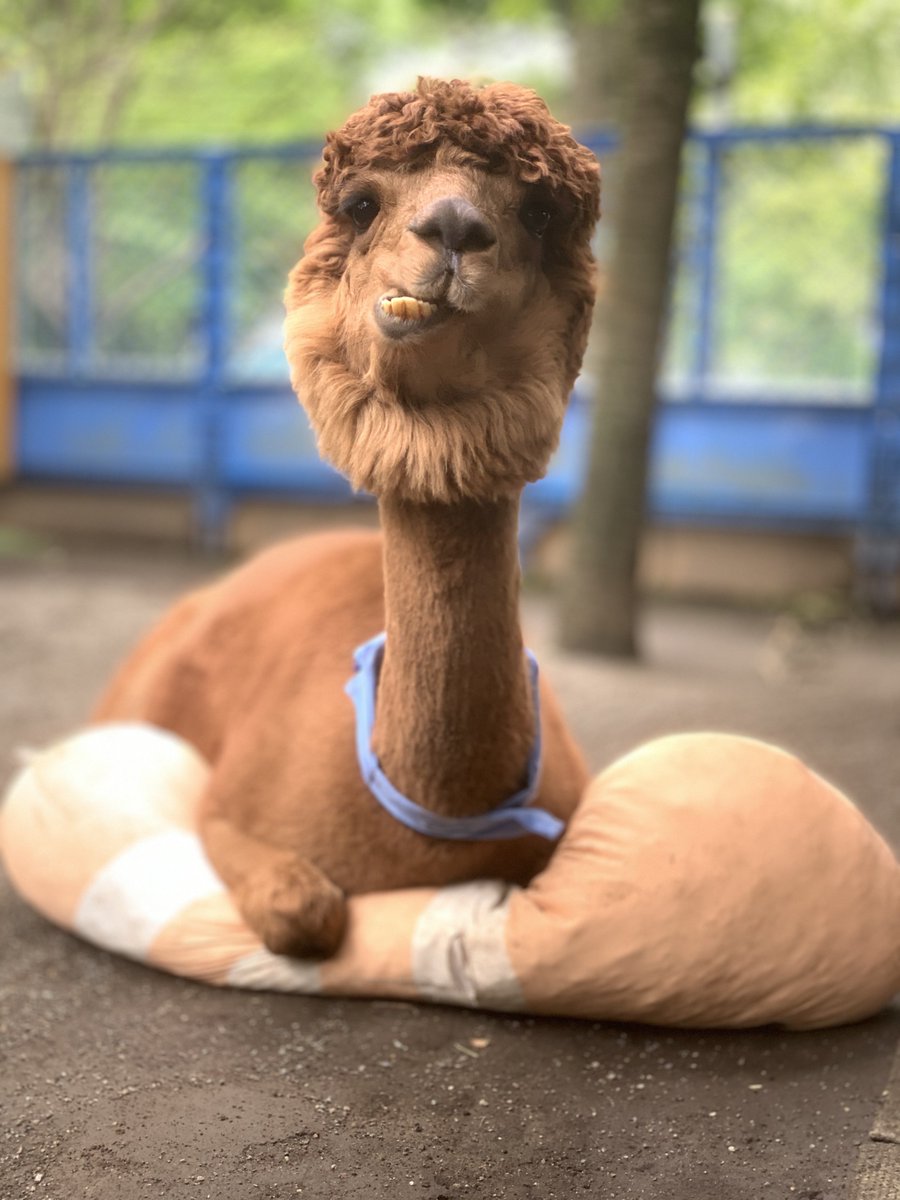 pappaca00's tweet photo. 今日は全国アルパカの日です🦙 https://t.co/Ctk6uQ6DrW