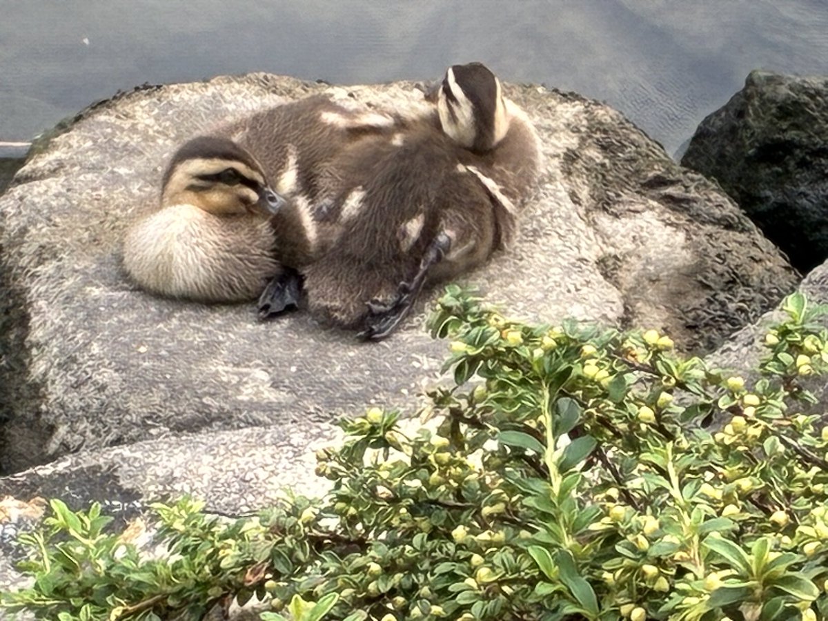 emoganaito's tweet photo. 今日用事があって通った道の川で、ちびガモちゃん発見！
やっぱ生で見るのはたまらなく可愛い😍 https://t.co/PWdPMnR2HH