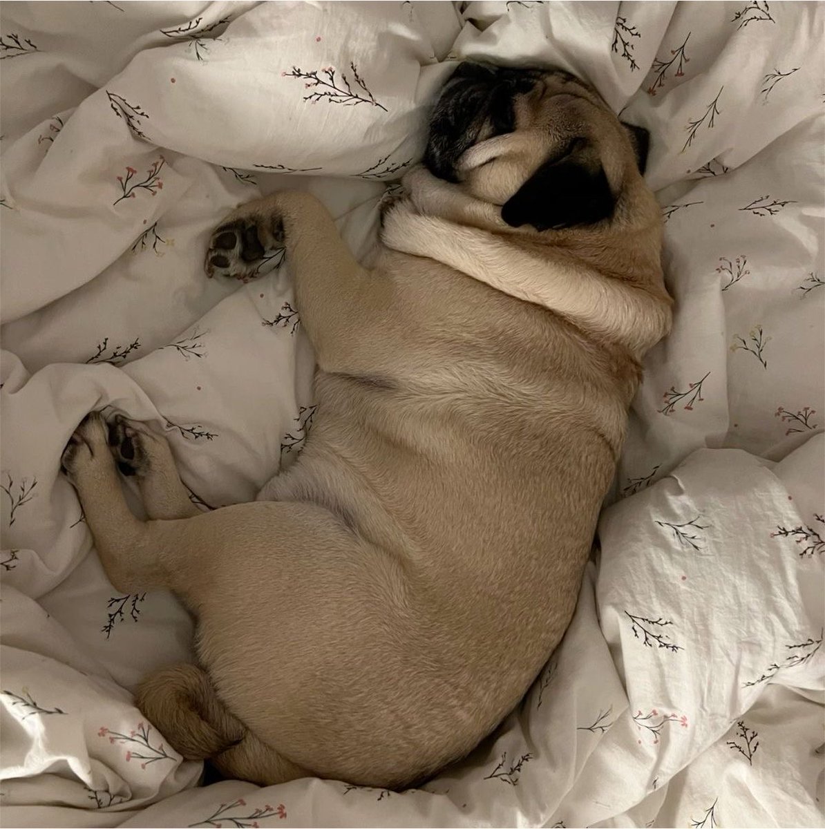 aelinfleur's tweet photo. 38 — um namorado bom pra cachorro
★★★ https://t.co/yaChx05E3U