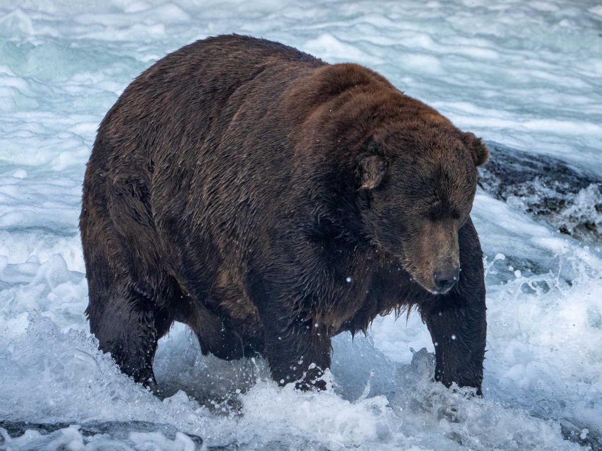 Bear tweet media