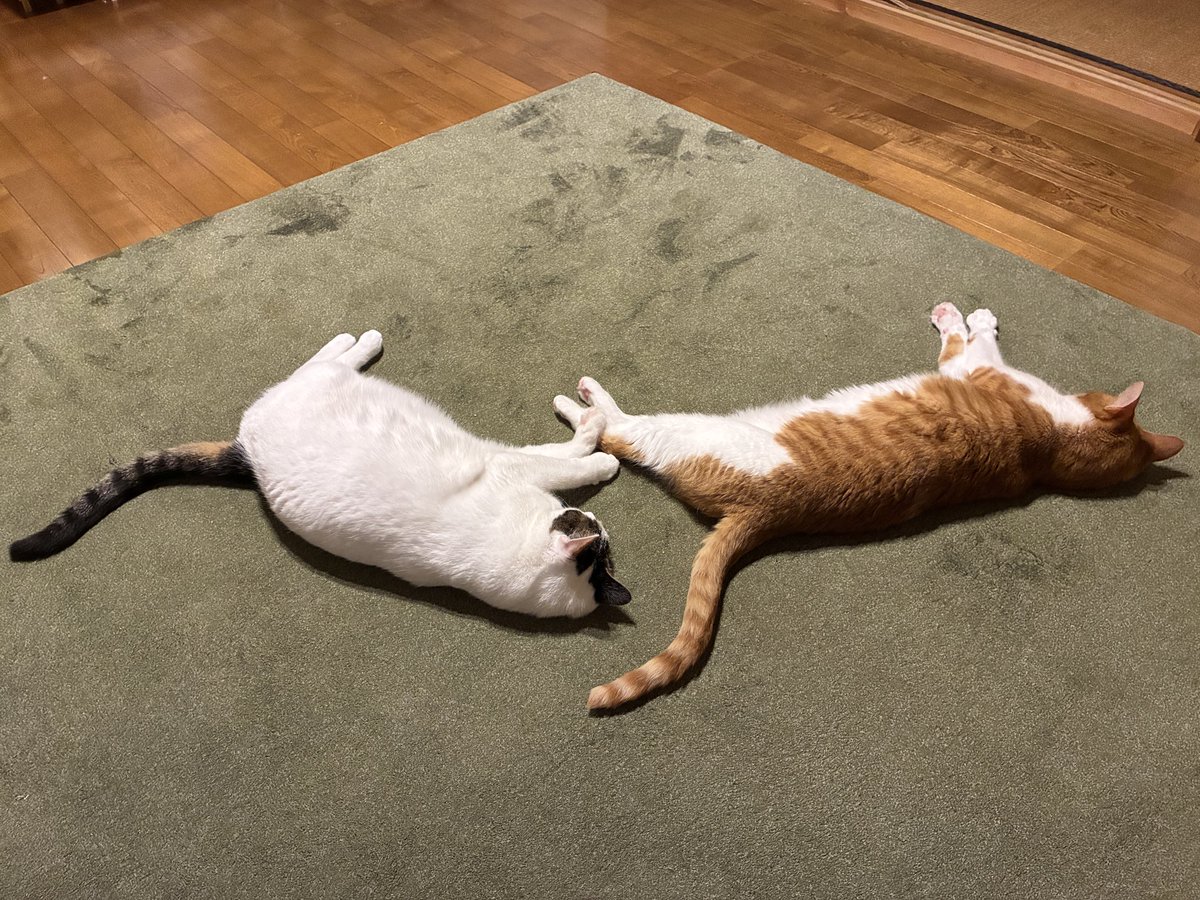 Cat_Designyer tweet picture