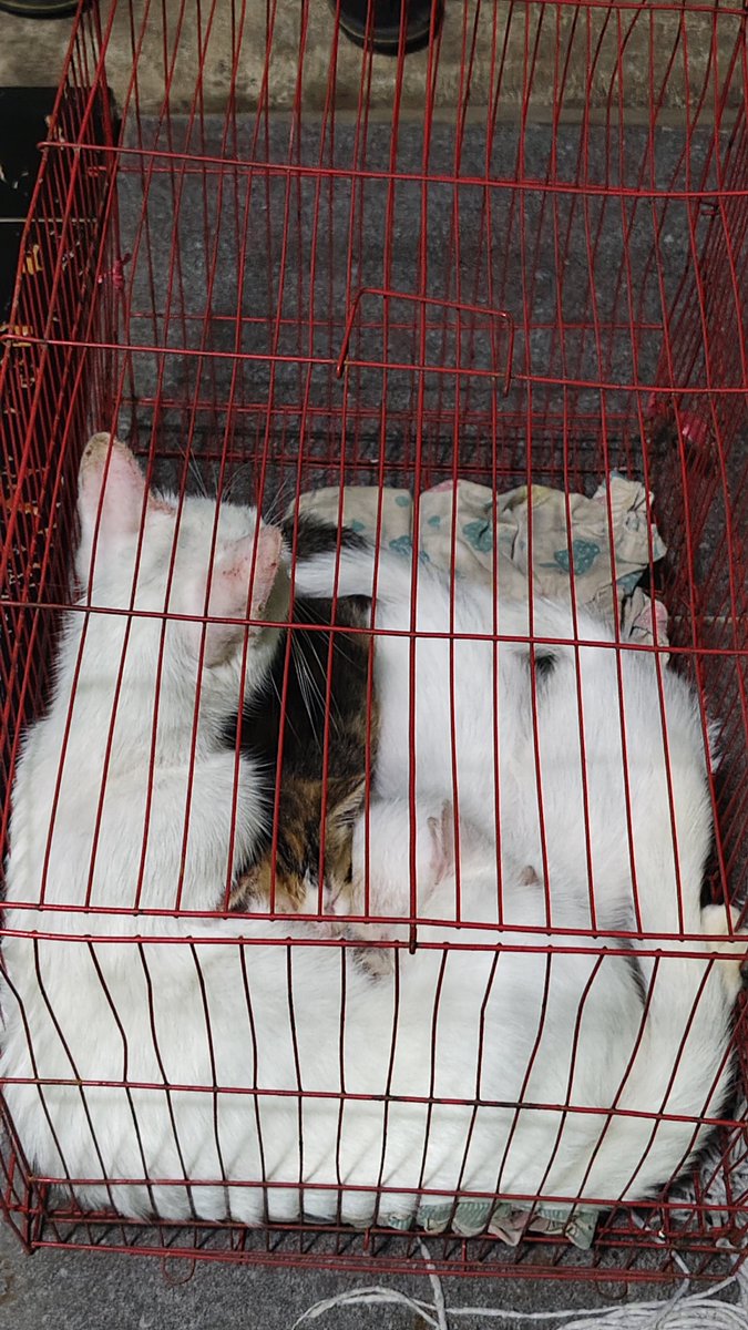 rayyissak's tweet photo. Open adopt kucing, no mahar karena udah mau berangkat kuliah, asal dijaga aja bertanggung jawab. Baik kucing nya, udah nurut namanya Luna. Kalo mau boleh PC yaaa #CatLovers https://t.co/2x2GRIyaq9