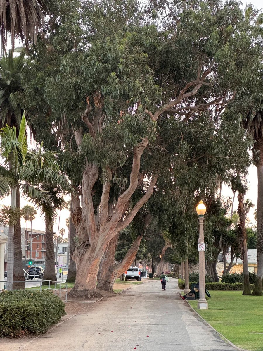 zianditto's tweet photo. Some paths, as you walk them, become poetry, like this Los Angeles morning. Like the heartbeat of the Pacific Ocean I'm sharing with you right now 😊 https://t.co/LE06O5kIll