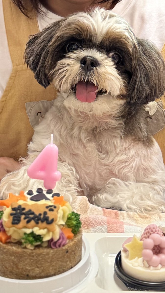 EMBLEM1968's tweet photo. 《音》ですよ🐶
音は昨日で4歳になりましたよ〰︎。
えへへ☺️🐾
#シーズー https://t.co/mPmF65MH1B