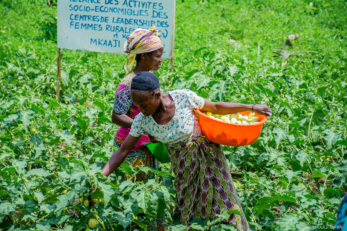 Mkaaji_Mpya's tweet photo. Grâce à nos approches agricoles, des femmes et filles rurales apprennent, produisent et renforcent la résilience de leurs communautés au-delà du Sud-Kivu. Merci à @TheCircleNGO. 

👉 https://t.co/cFik8gqULz https://t.co/cLqbtPzFvB