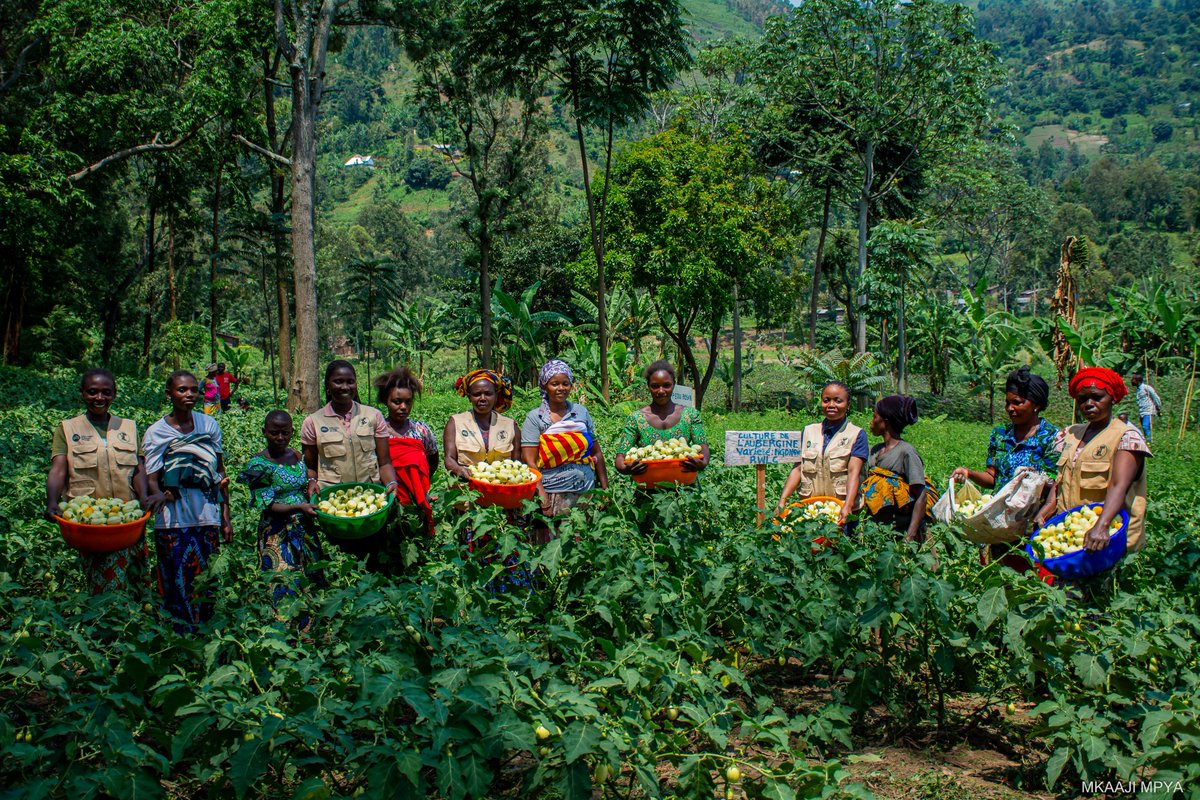 Mkaaji_Mpya's tweet photo. Grâce à nos approches agricoles, des femmes et filles rurales apprennent, produisent et renforcent la résilience de leurs communautés au-delà du Sud-Kivu. Merci à @TheCircleNGO. 

👉 https://t.co/cFik8gqULz https://t.co/cLqbtPzFvB