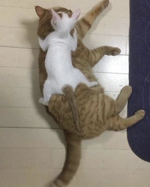 猫しか勝たん tweet media