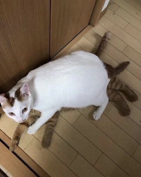 猫しか勝たん tweet media