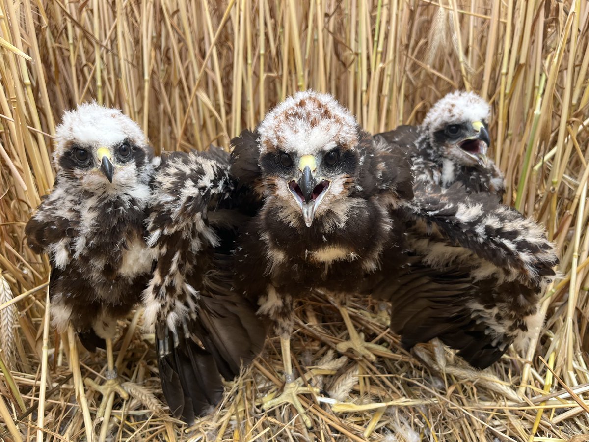 Committee Against Bird Slaughter (CABS) tweet media