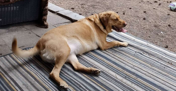 LabradoryOrg's tweet photo. Freya, 7-letnia urocza labradorka do adopcji
Więcej: https://t.co/PZsoxnK5MM
tel: 573981988, 510957071 #labradoryorg #labradorydoadopcji #labrador #labradorretriever #adoptujpsa #domtymczasowy https://t.co/m8EDcI0yPI