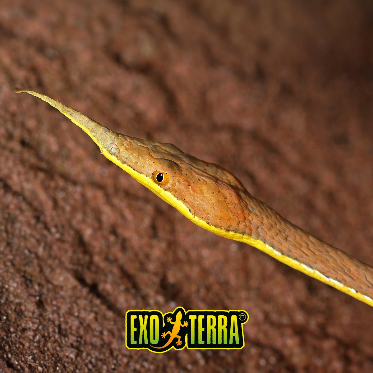 ExoTerra's tweet photo. Snake Saturday! ➡️ One of Madagascar’s strangest reptiles is the Madagascar leaf-nosed snake. 🐍 👀

Despite being venomous, it is not considered dangerous to humans. In fact, it is a calm, slow-moving snake that rarely shows aggression.

📸 R.M. Bolton
#ExoTerra #NactusAward https://t.co/32kwQ20DDM